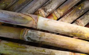Petani Tebu Rembang Catat Kenaikan Produktivitas, Harga Tebu Melonjak hingga Rp7.000 per Kg